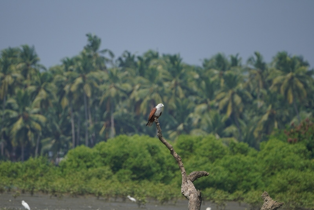 One of the best places to visit in Kozhikode is Kadalundi Bird Sanctuary