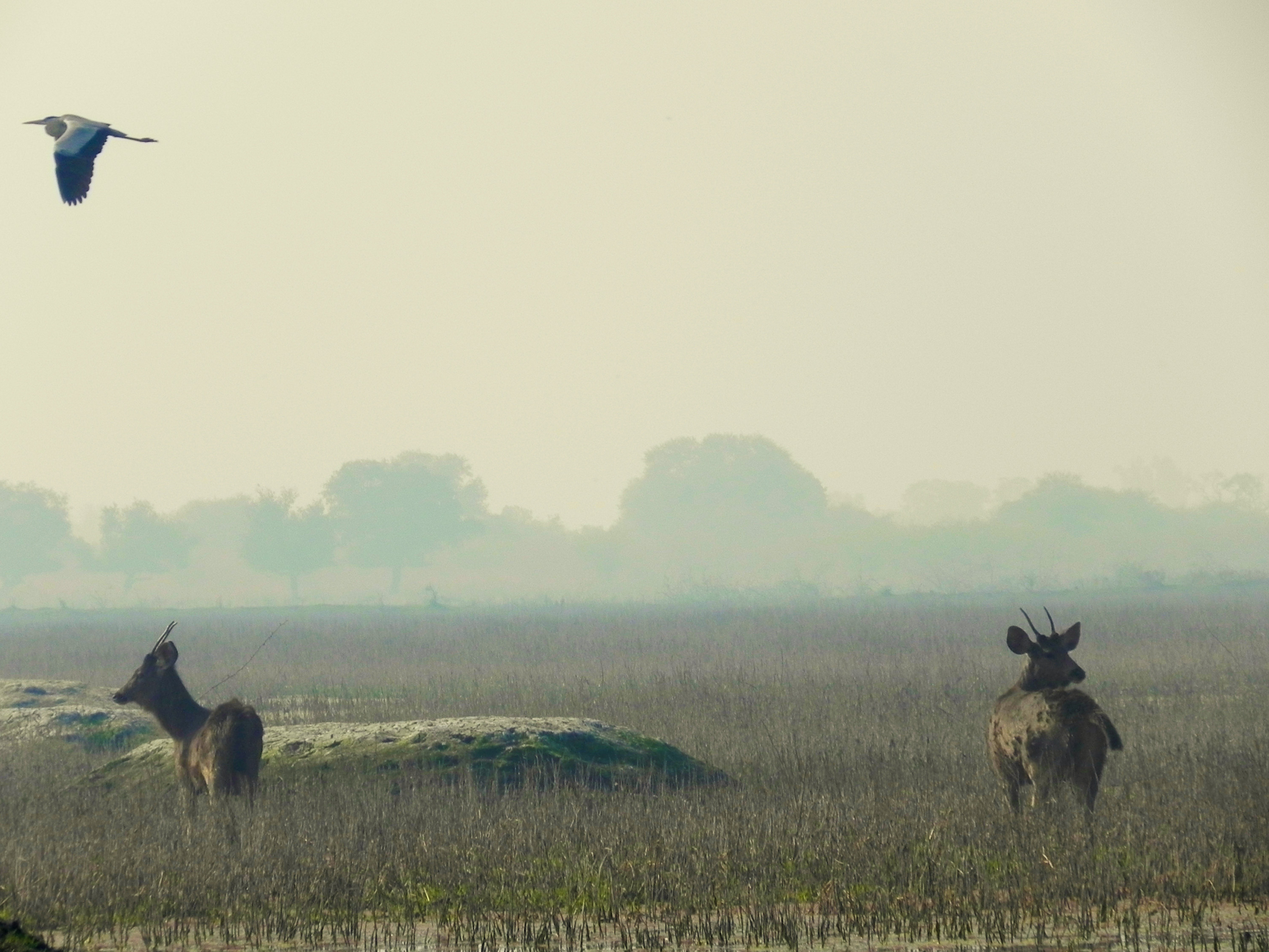 Keoladeo National Park, Bharatpur, Rajasthan