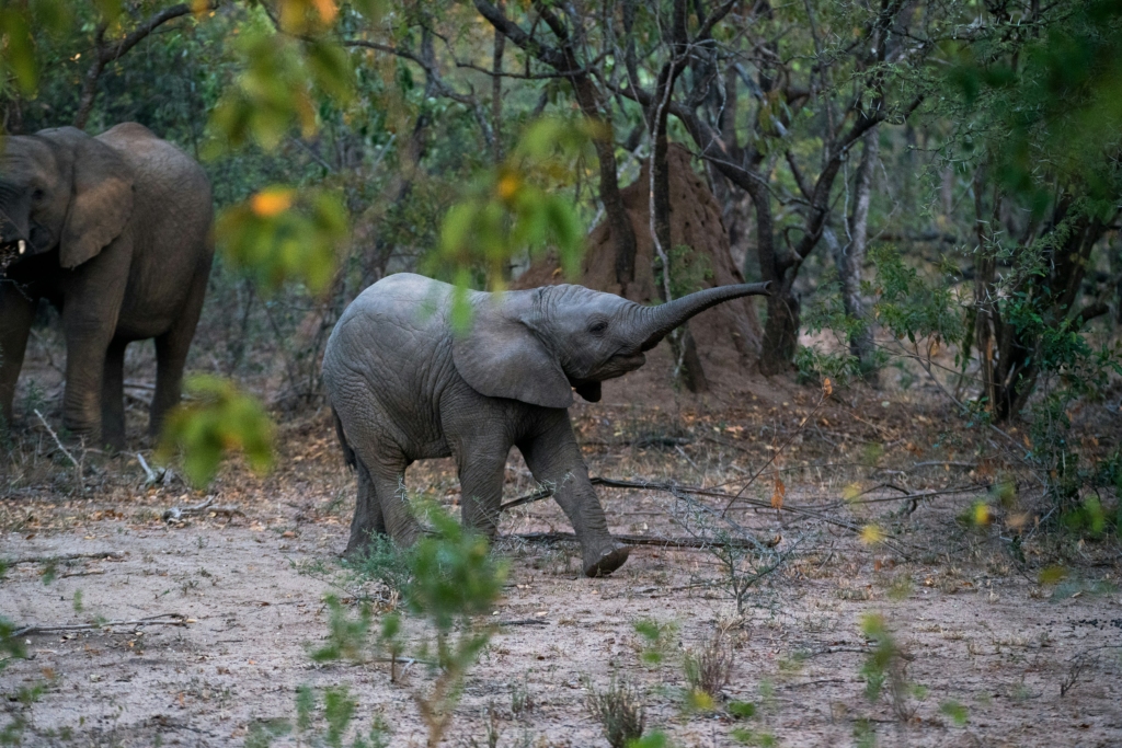 elephant safari in kaziranga