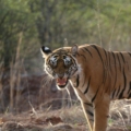 ranthambore in november for safari booking