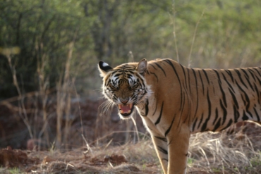 ranthambore in november for safari booking