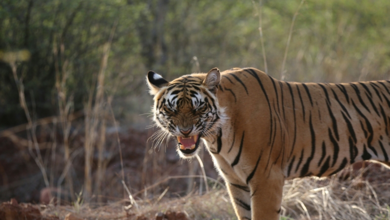 ranthambore in november for safari booking