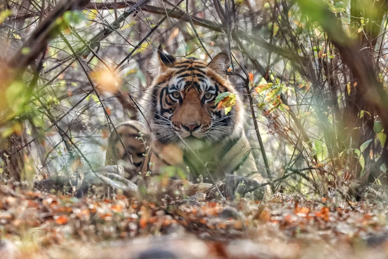 best places to see tigers in india - safaris in november