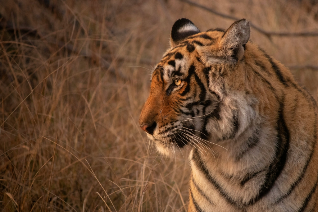 tiger safaris in november and december