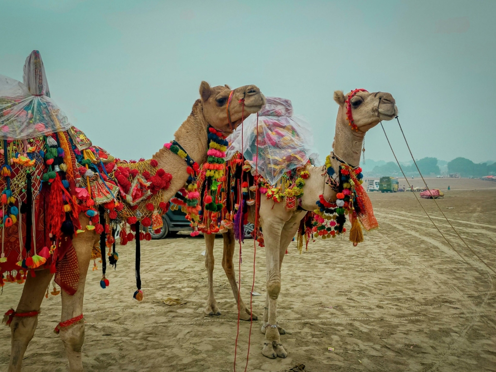 Jaisalmer Dessert Festival