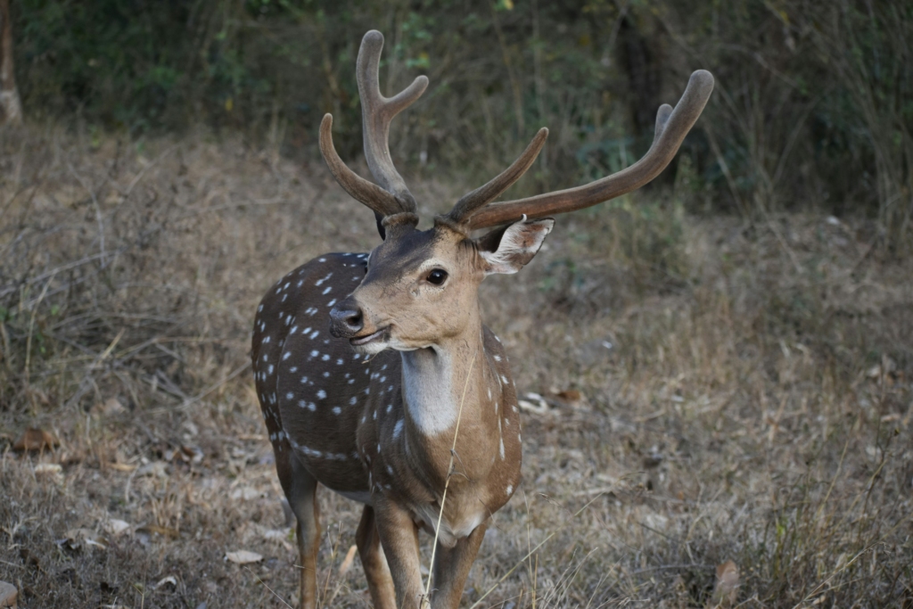 safaris in india