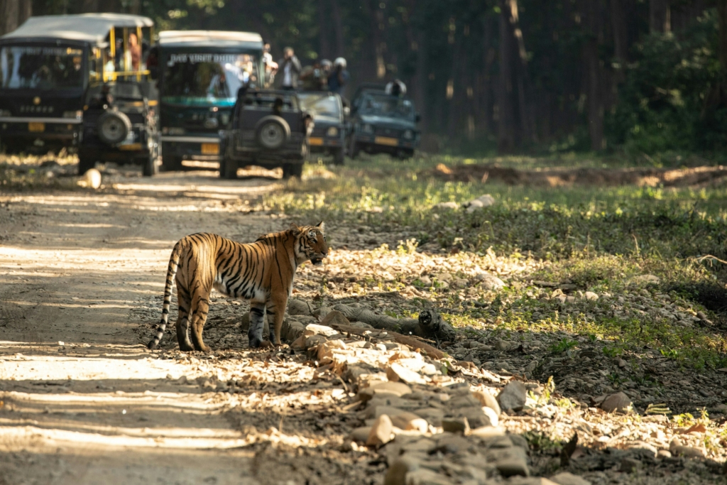 pench safari zones in november