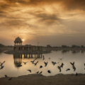 Rajasthan in December and January Image credits: Well-Bred Kannan (WBK Photography) via Flickr https://www.flickr.com/photos/wellbredkannanclicks/25663319193