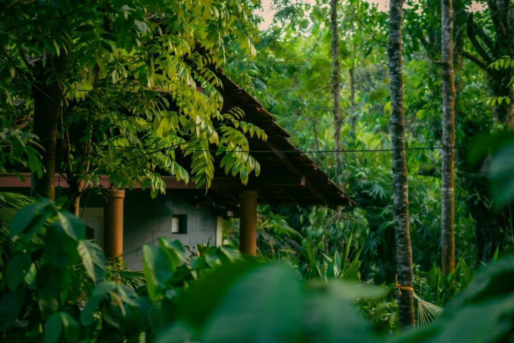 greenery of coorg