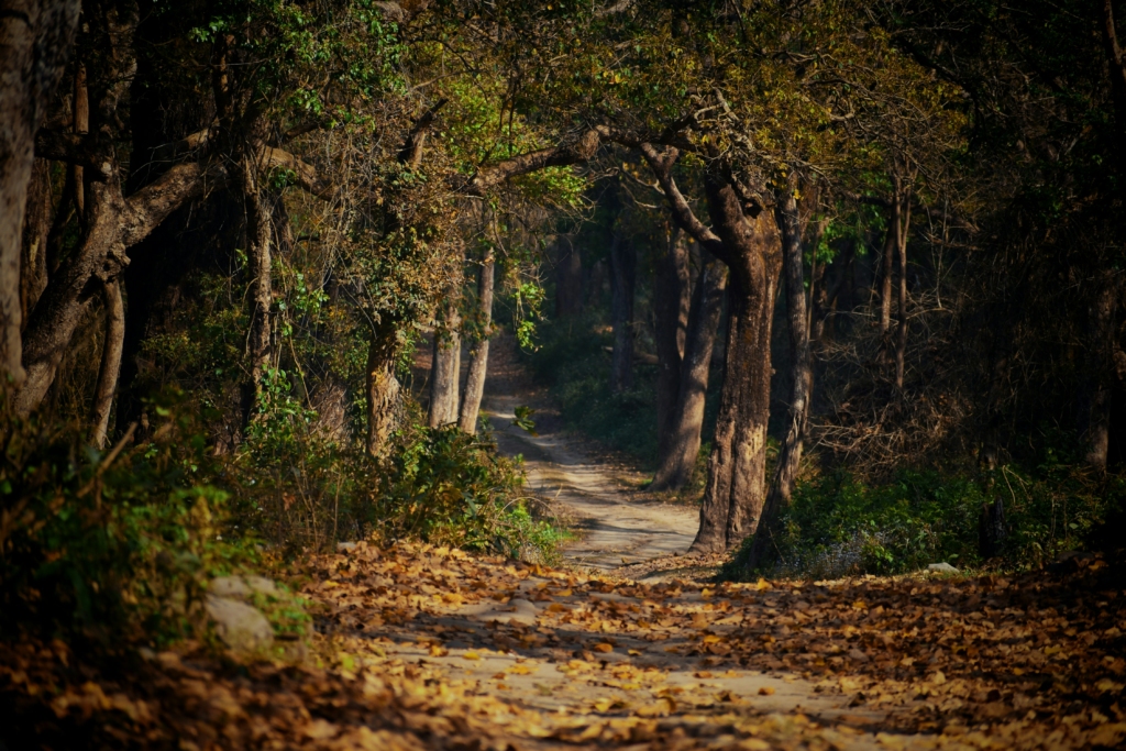 Delhi to Jim Corbett 