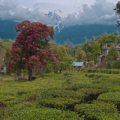 Things to do in Palampur