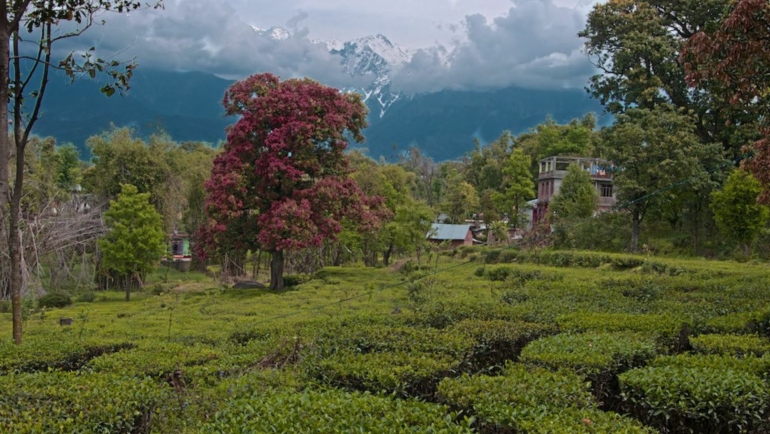 Things to do in Palampur