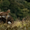 Eravikulam National Park in Kerala