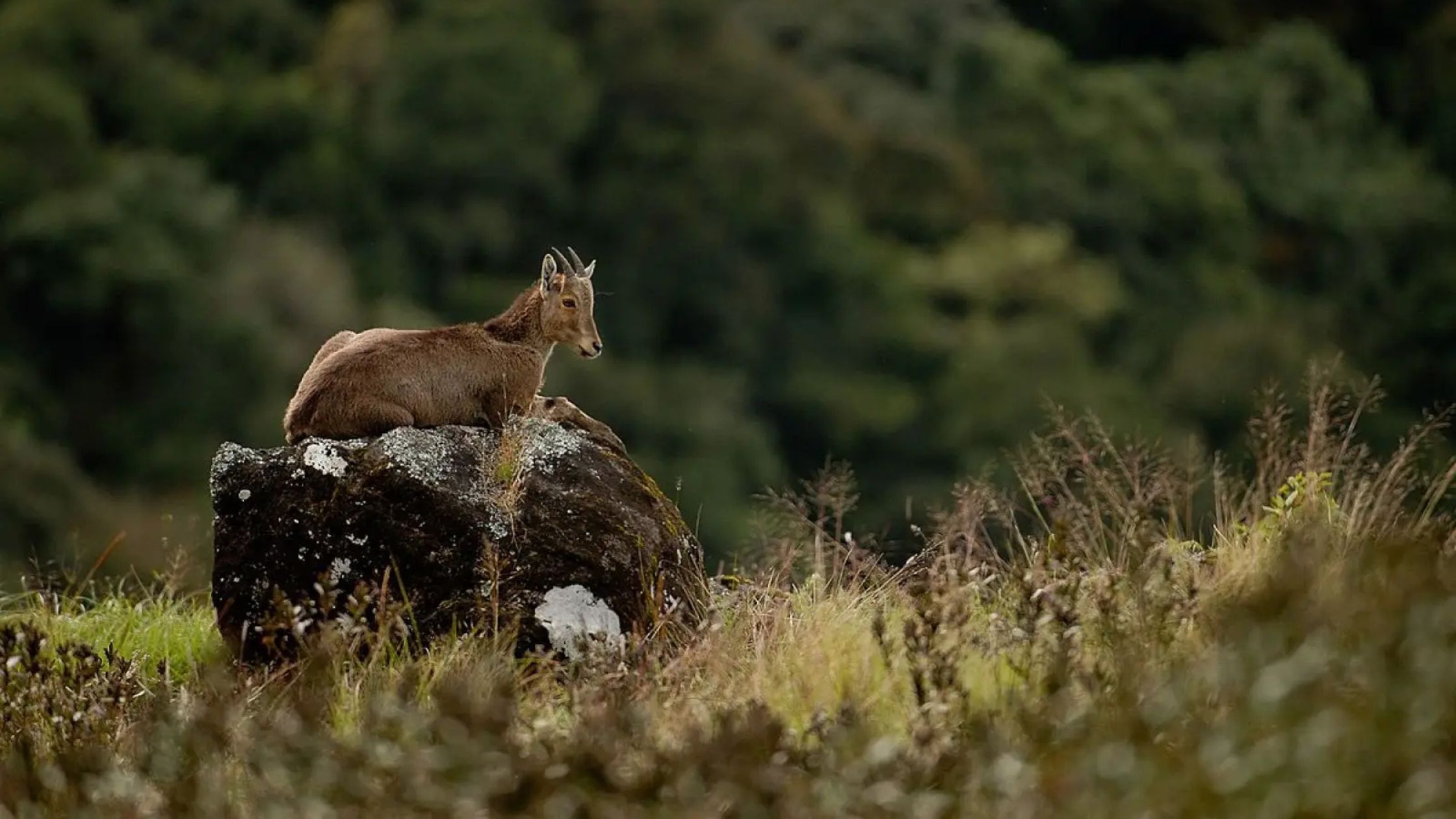 Eravikulam National Park in Kerala