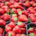 Strawberry season in Mahabaleshwar