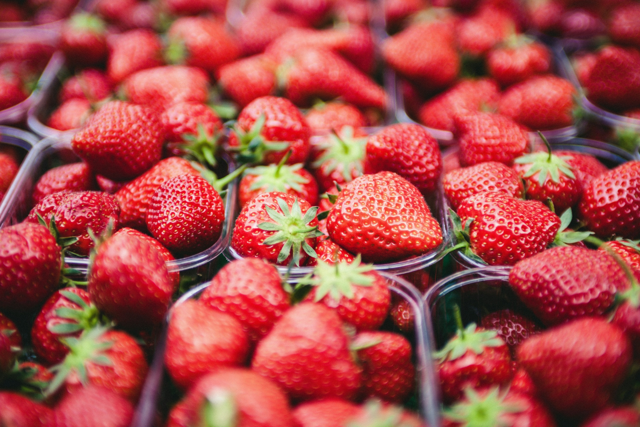 Strawberry season in Mahabaleshwar