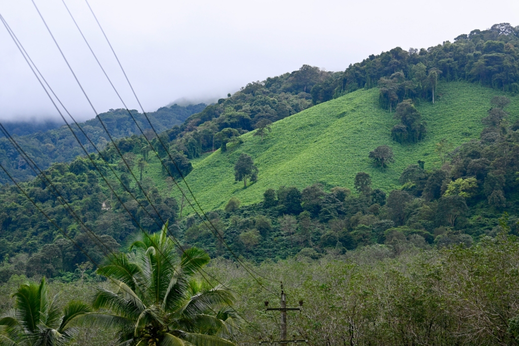 hills of coorg in winter