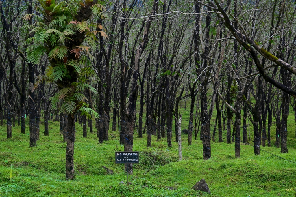 famous coffee plantations in Coorg