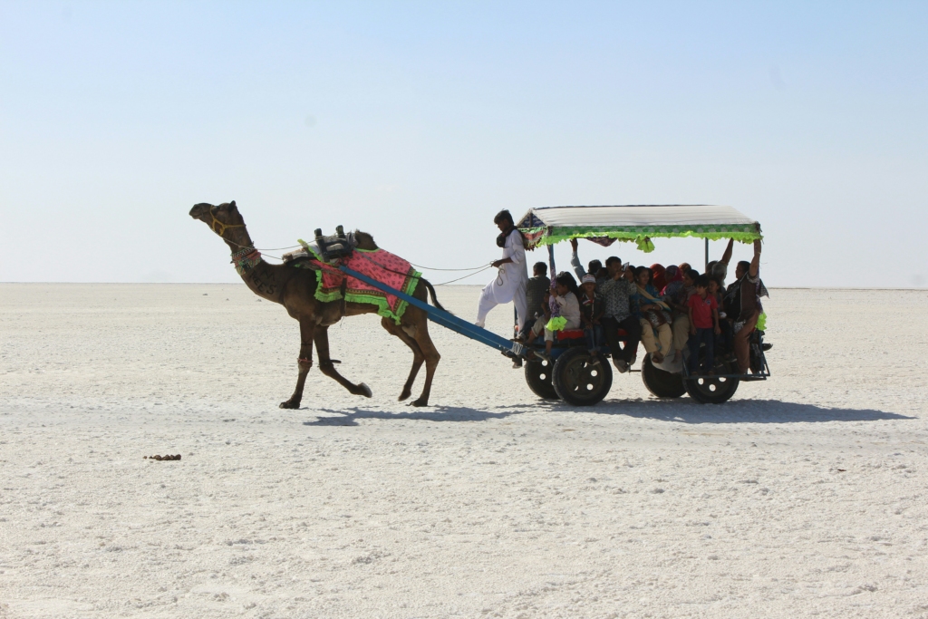 Camel ride to Rann Utsav