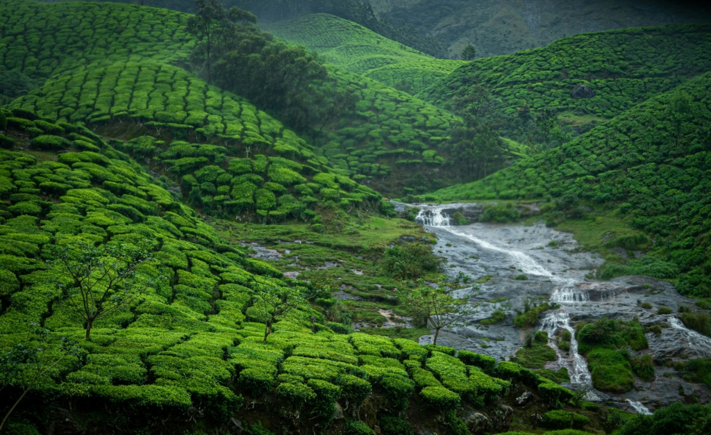 Munnar in January with family