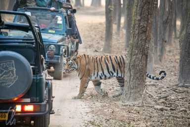 tiger safaris in ranthambore