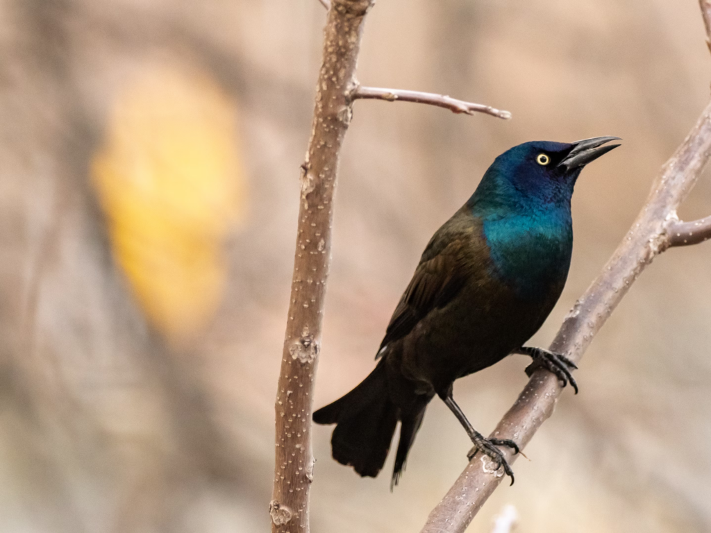 bird watching in ranthambore