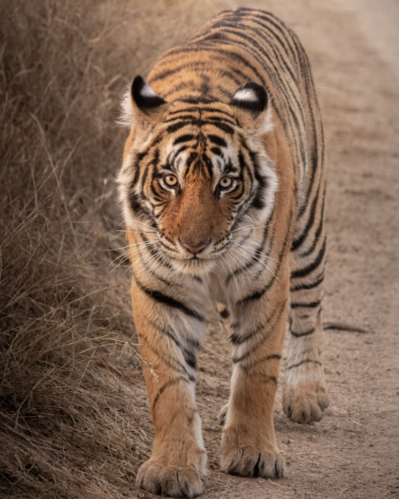 tiger safaris in india