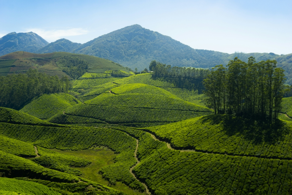 Munnar is amongst the best places to visit in India in 2025