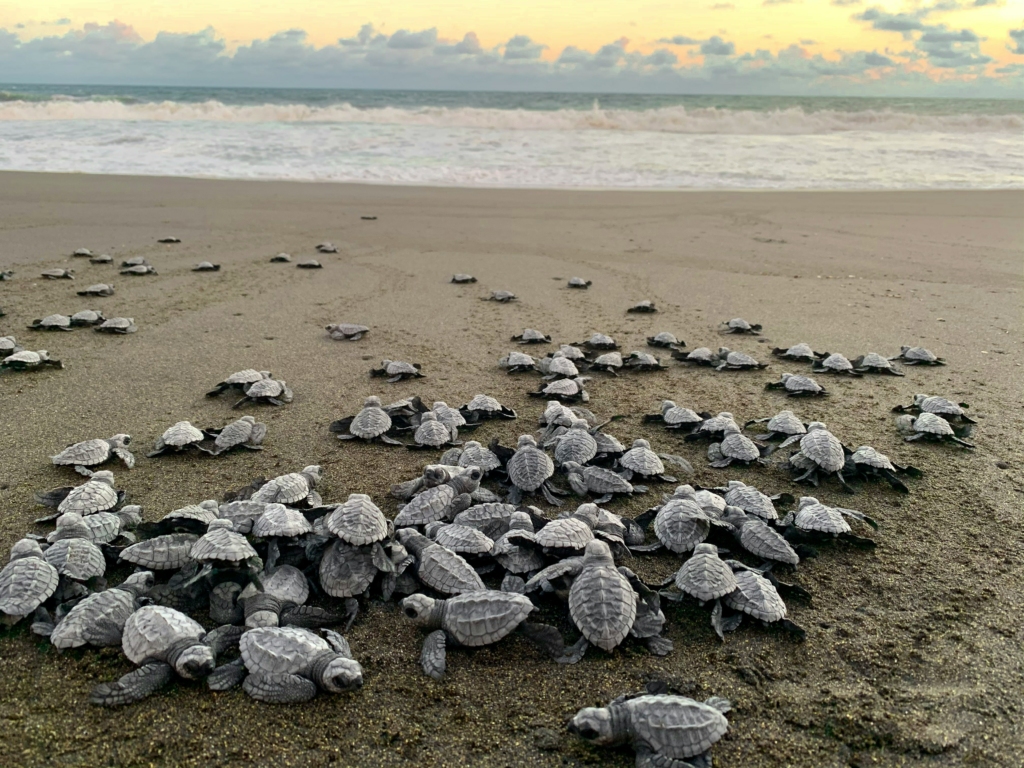 turtle beach in goa