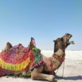 camel at rann of kutch to bhuj and ahmedabad