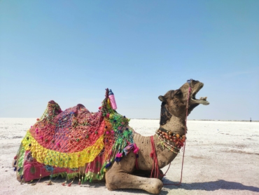 camel at rann of kutch to bhuj and ahmedabad