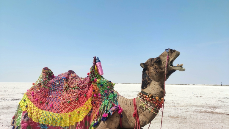 camel at rann of kutch to bhuj and ahmedabad