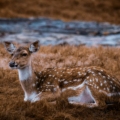 best time to visit ranthambore