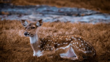 best time to visit ranthambore