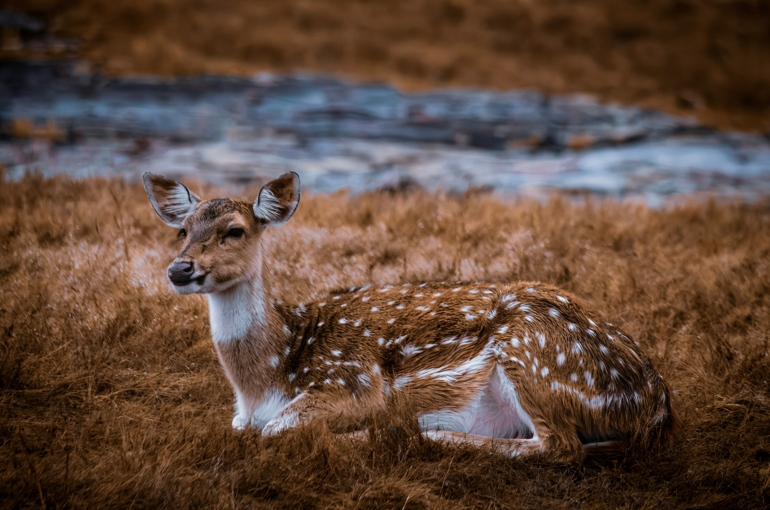 best time to visit ranthambore