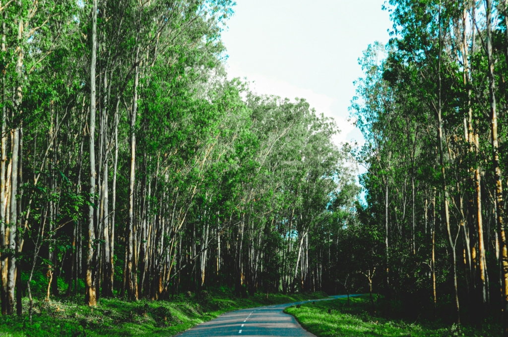 forests of Wayanad