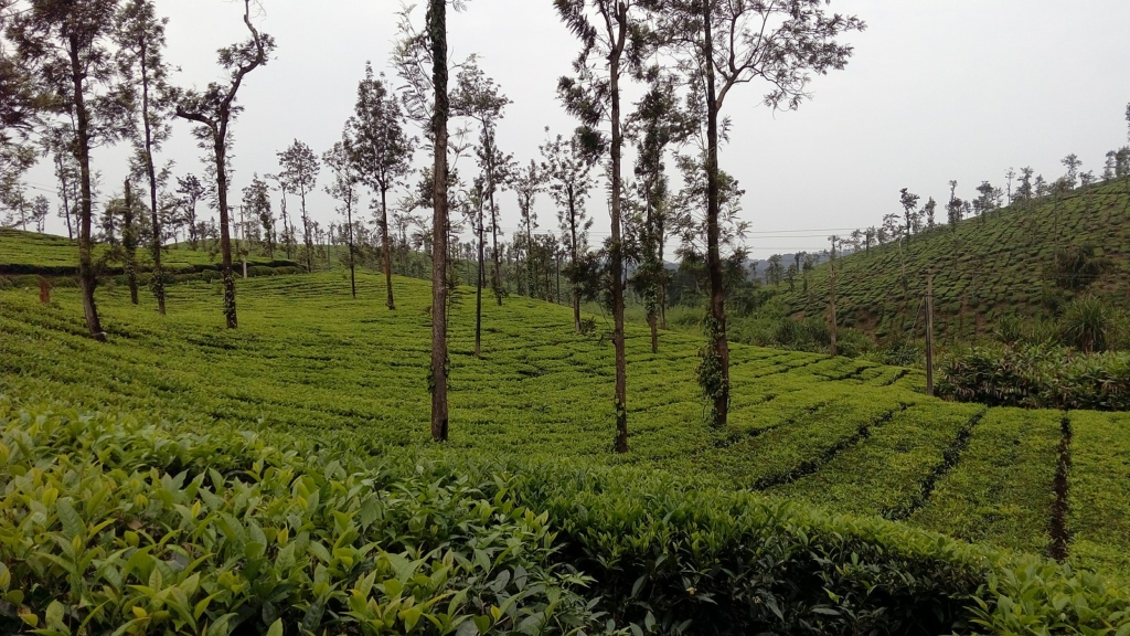 Coffee plantation activities in Coorg