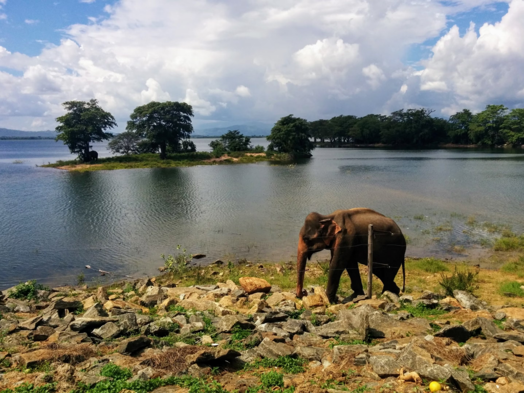 elephant reserve in wayanad