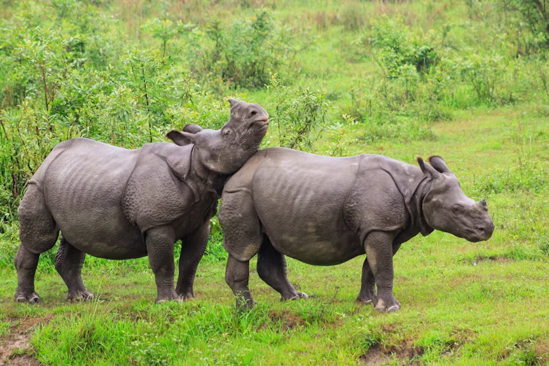 one horned rhinoes at Kaziranga