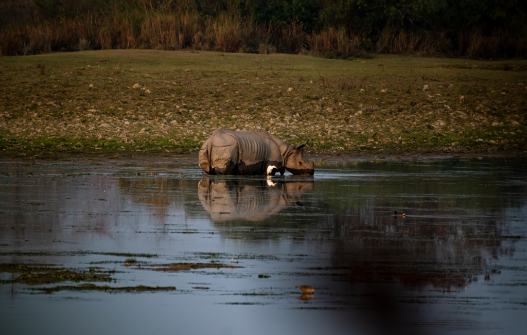 rhino safari in Kaziranga National Park