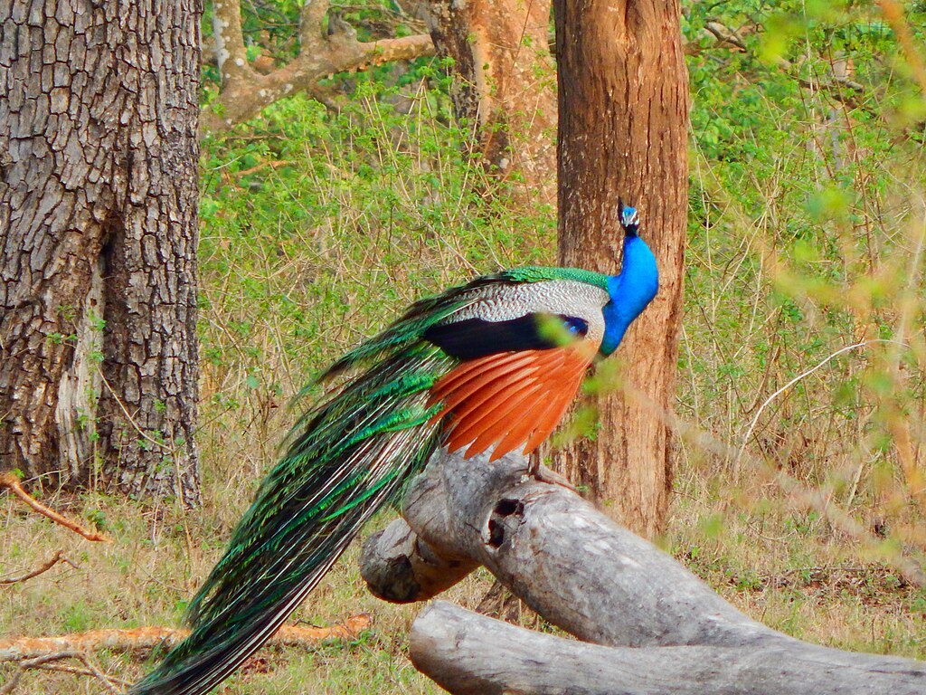 Things to do in Bandipur
Image Credits: NithinCP 
via WIkimedia