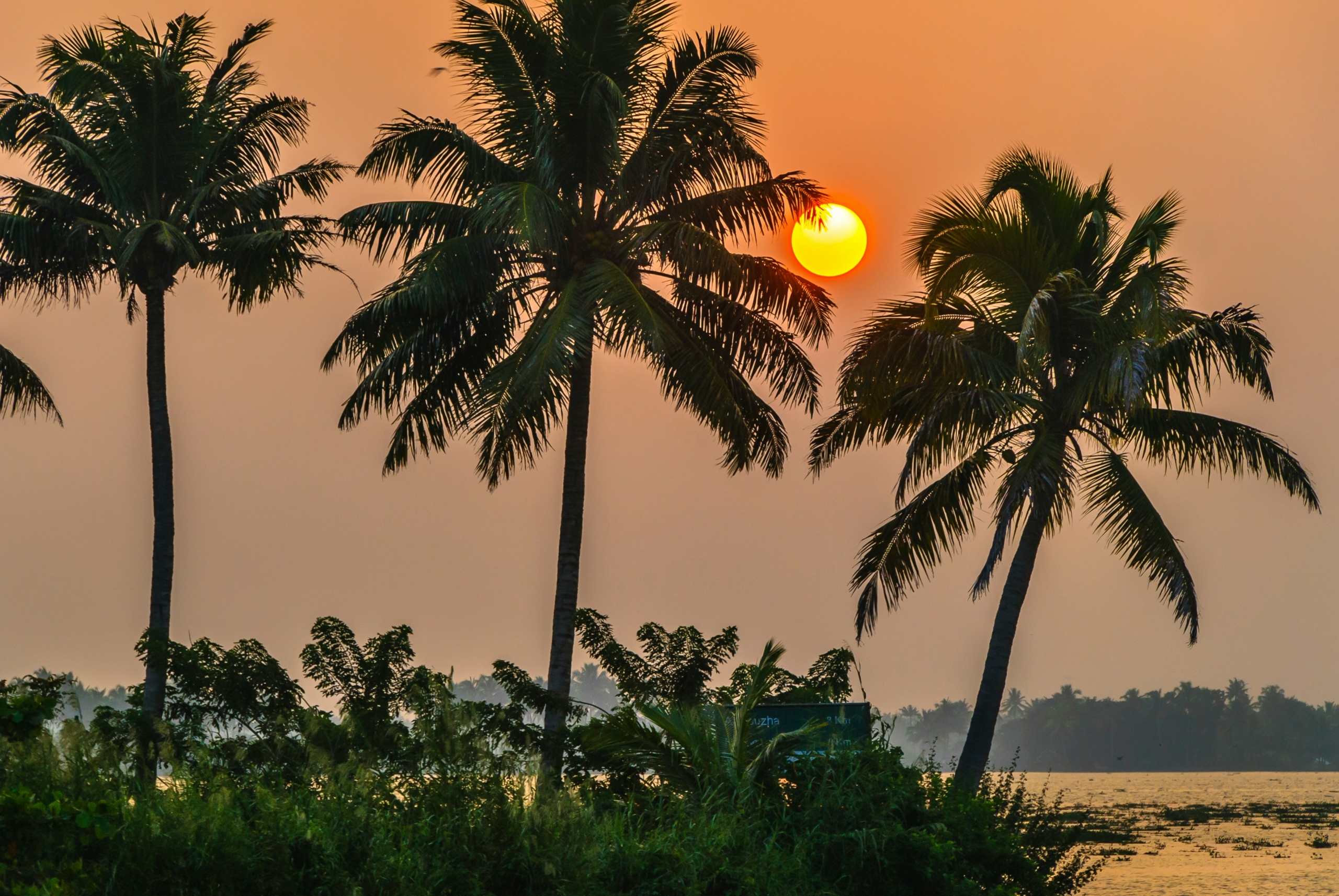 kerala backwaters with palm trees is one of the best tourist attractions in Kerala