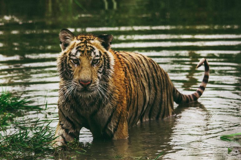 tiger safari in India