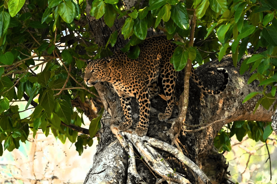 leopard safari in india