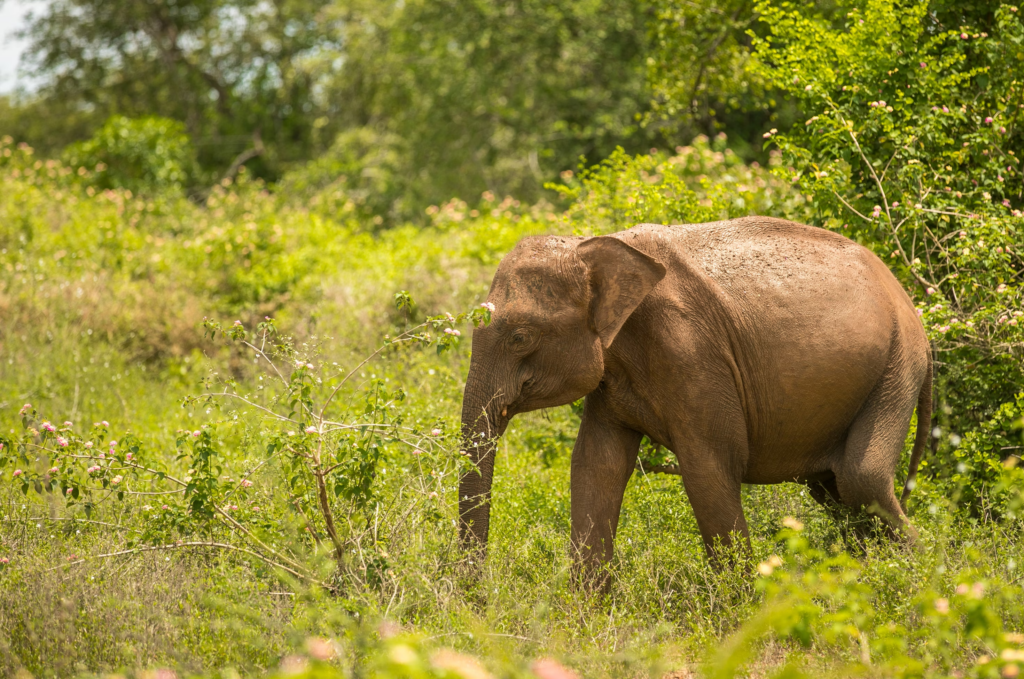 kanha jungle safaris in India