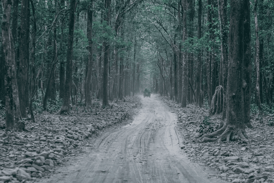 jim corbett jungle safari