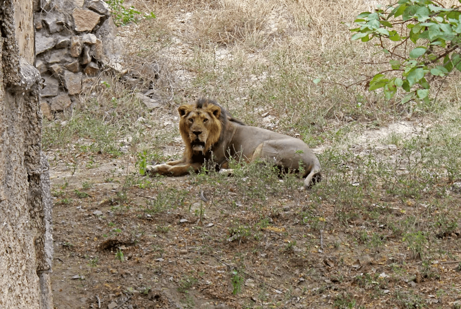 lion safari in india